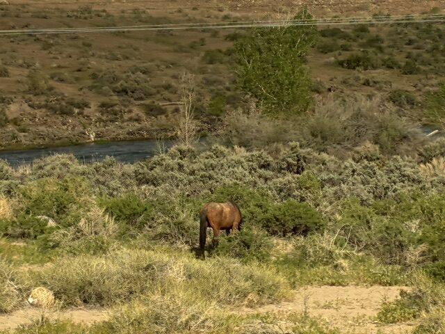 horse