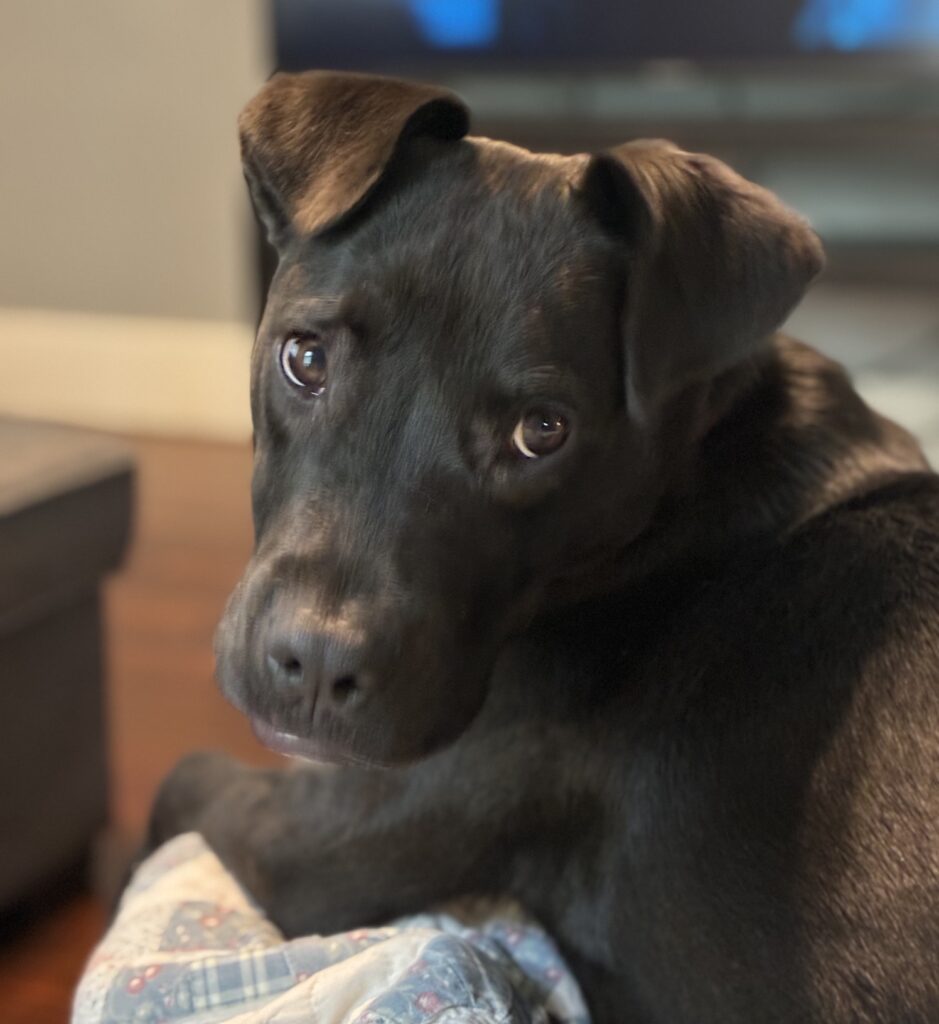 Buck, my dog and travel companion for upcoming road trips