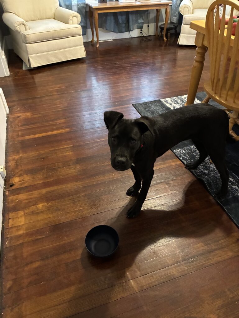 Buck standing beside his food bowl during my Project Restore workout