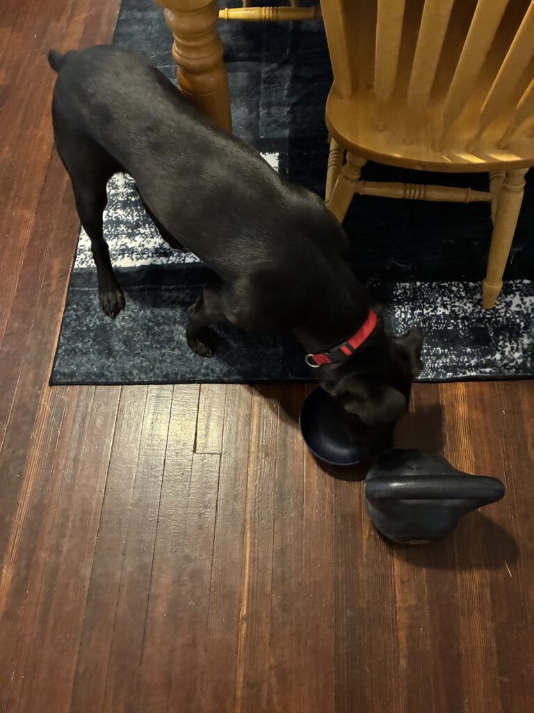 Buck inspecting his food bowl and my 15-pound kettlebell