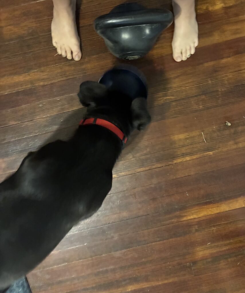 Buck standing in my workout space during kettlebell squats