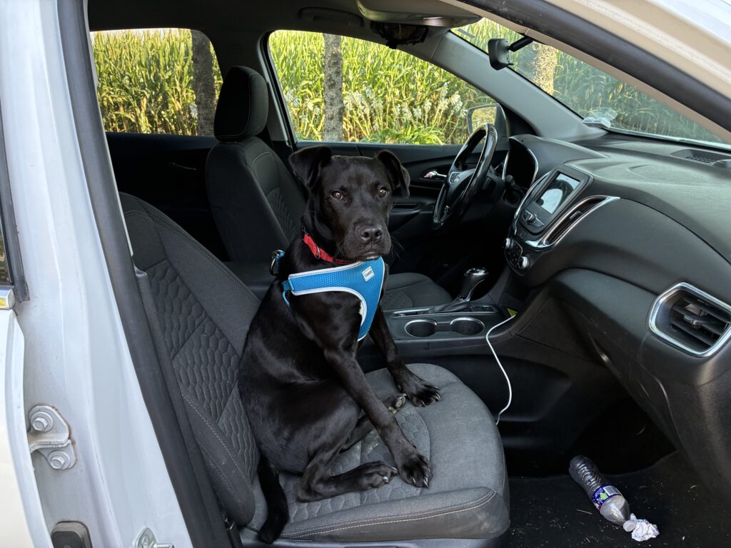 Buck wearing his blue Coastal harness while sitting in the front seat of the SUV