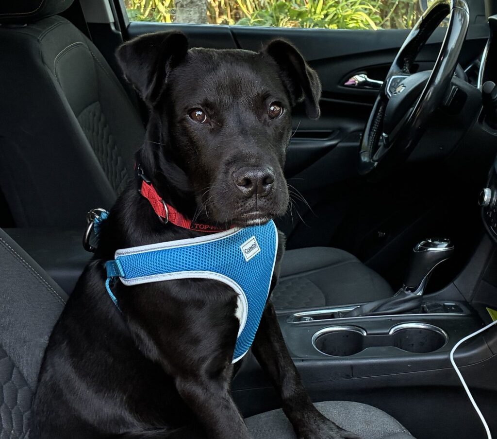 Buck, my new road trip companion, wearing his blue hiking harness