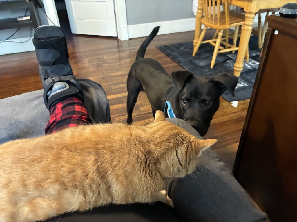 Buck and Wrigley beside me as I rest my injured foot in a walking boot.