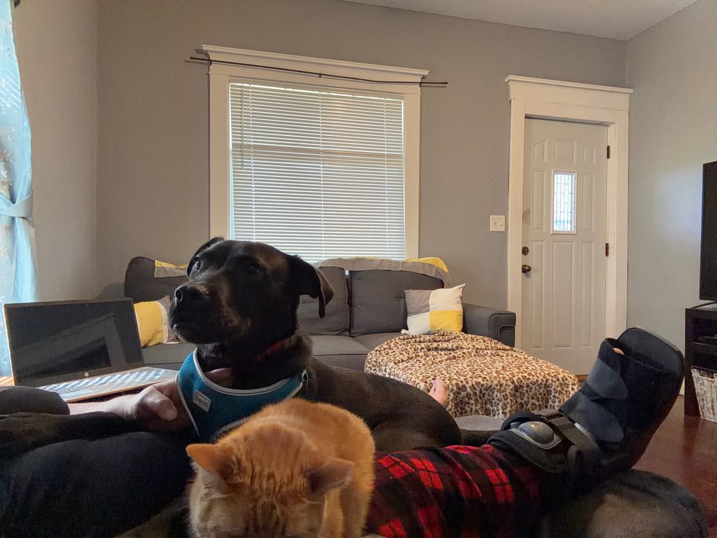 Buck and Wrigley keeping me company while I recover from a torn foot ligament in a walking boot.