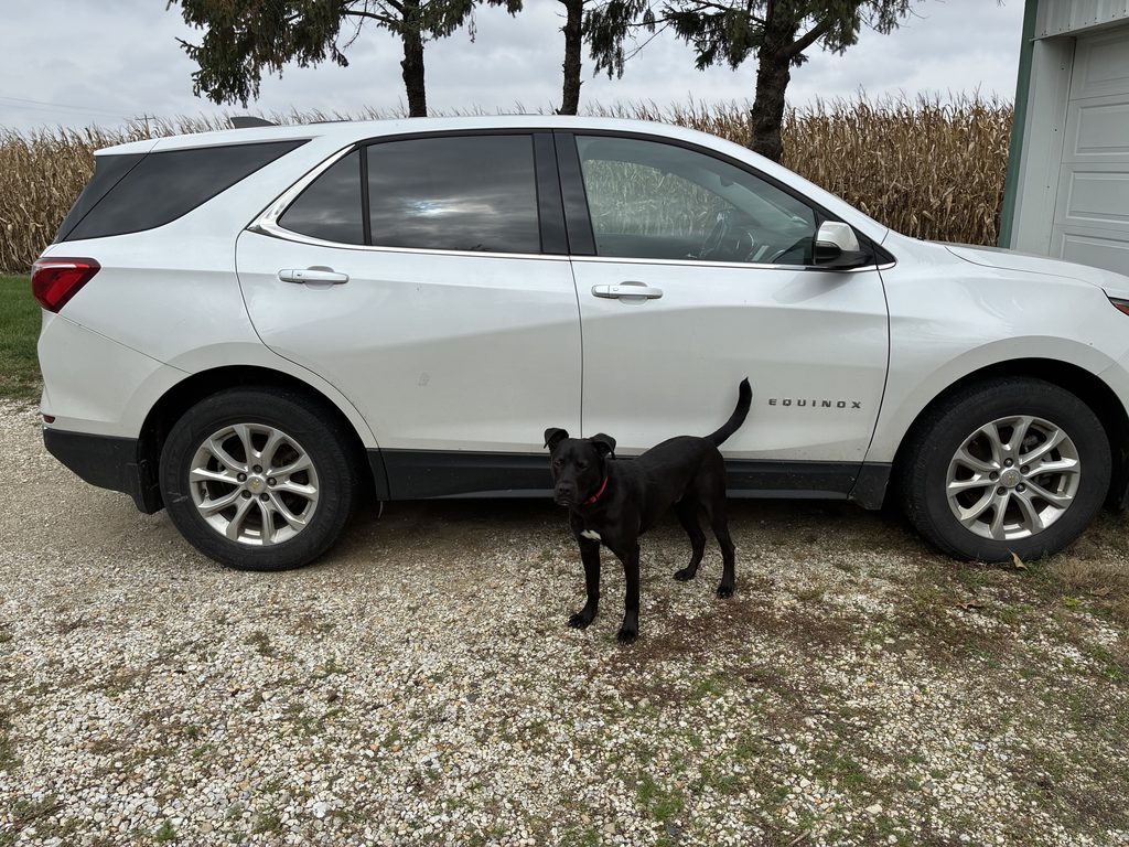 buck-chevy-equinox-road-trip.jpg Buck standing beside Mom's white Chevy Equinox, waiting for their next road trip.